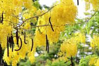 Graines Cassia Fistula, cassier, faux séné, faux caroubier