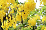 Graines Cassia Fistula, cassier, faux séné, faux caroubier