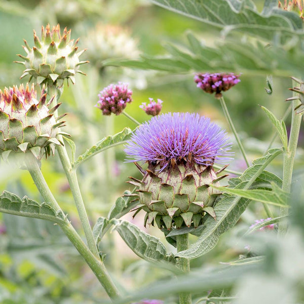 20 Graines de Cardon, Cynara Cardunculus