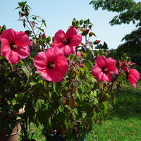 Graines Hibiscus moscheutos, Hibiscus des marais