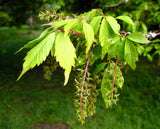 Graines Érable à feuille de vigne, Acer cissifolium