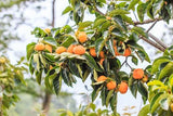 40 Graines de Plaqueminier, Diospyros Kaki, Plaqueminier du Japon, Figuier Caque, Plaqueminier Kaki