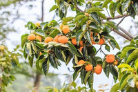 7 Graines de Plaqueminier, Diospyros Kaki, Plaqueminier du Japon, Figuier Caque, Plaqueminier Kaki