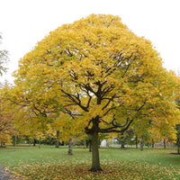 Graines Érable de Cappadoce, Acer cappadocicum, Érable de Colchide