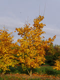 Graines Érable de Cappadoce, Acer cappadocicum, Érable de Colchide