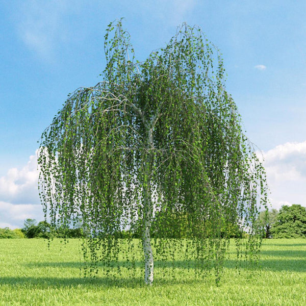 10 Graines de Bouleau verruqueux, Betula Pendula, Bouleau blanc, Bouleau d'Europe