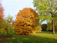 Graines Érable à feuilles obtuses, Acer Opalus var. obtusatum