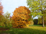 Graines Érable à feuilles obtuses, Acer Opalus var. obtusatum