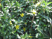 Graines Hibbertia scandens