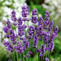 30 graines Lavandula angustifolia " Munstead Strain", Lavande Vraie