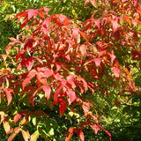 Graines Acer triflorum