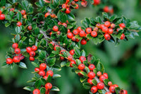 Graines de Cotoneaster horizontalis, cotonéaster horizontal