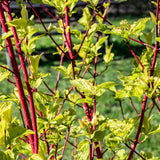 10 Graines de Cornus alba, Cornouiller blanc, Cornouiller de Tartarie