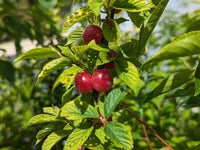 Graines Nanking Cherry Prunus Tomentosa - Cerasus Tomentosa - Ragouminier