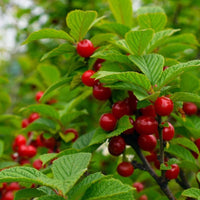 Graines Nanking Cherry Prunus Tomentosa - Cerasus Tomentosa - Ragouminier