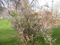 Graines Nanking Cherry Prunus Tomentosa - Cerasus Tomentosa - Ragouminier