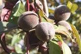 Graines de Pêcher à Feuilles Pourpres, Prunus Persica Rubira