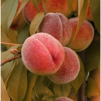 Graines de Pêcher à Feuilles Pourpres, Prunus Persica Rubira