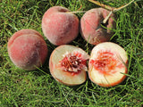 Graines de Pêcher à Feuilles Pourpres, Prunus Persica Rubira