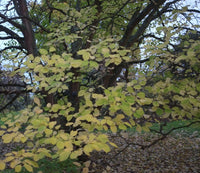 Graines Celtis Koraiensis, Micocoulier de Corée