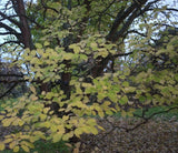 Graines Celtis Koraiensis, Micocoulier de Corée