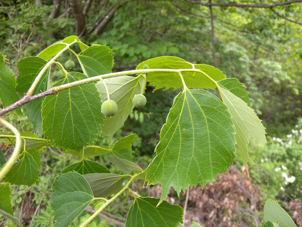 Graines Celtis Koraiensis, Micocoulier de Corée