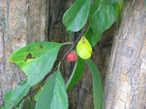 Graines Maclura Tricuspidata, Cudranier de Chine, Cudrang