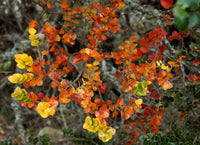 Graines Nothofagus Cunninghamii, Hêtre de Tasmanie