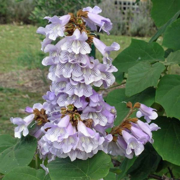 Graines de Paulownia Catalpifolia, Arbre de l'empereur