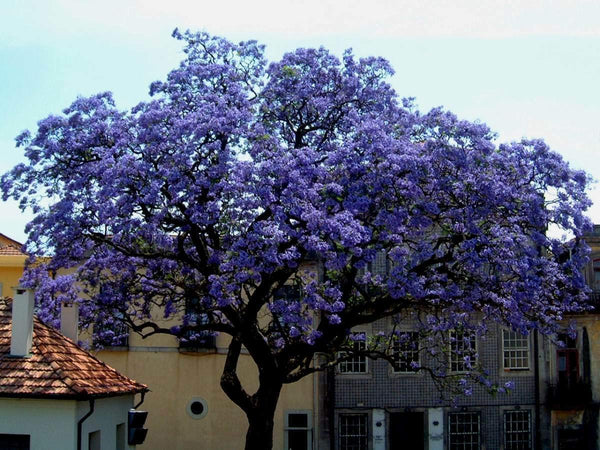 Graines de Paulownia Fortunei, Arbre de l'empereur