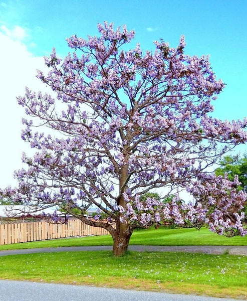 Graines de Paulownia Elongata, Arbre de l'empereur