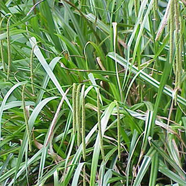 25 Graines de Carex Pendula, Laiche à épis pendants