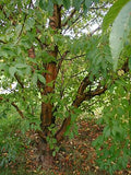 Graines Prunus maackii, Cerisier de Mandchourie