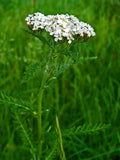 25 Graines d'Achillée millefeuille blanche, Achillea millefolium