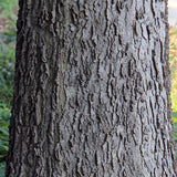 Graines de Celtis occidentalis, Micocoulier occidental, Micocoulier de Virginie