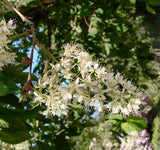 Graines Prunus maackii, Cerisier de Mandchourie