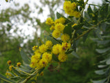 Graines de Acacia cultriformis, Mimosa Couteau
