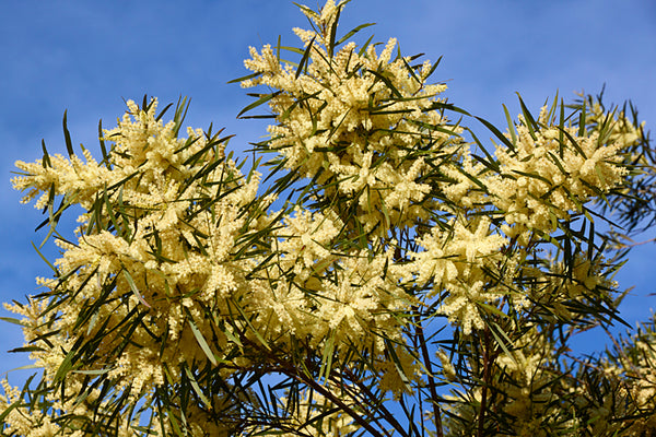 Graines de Mimosa, Acacia floribunda