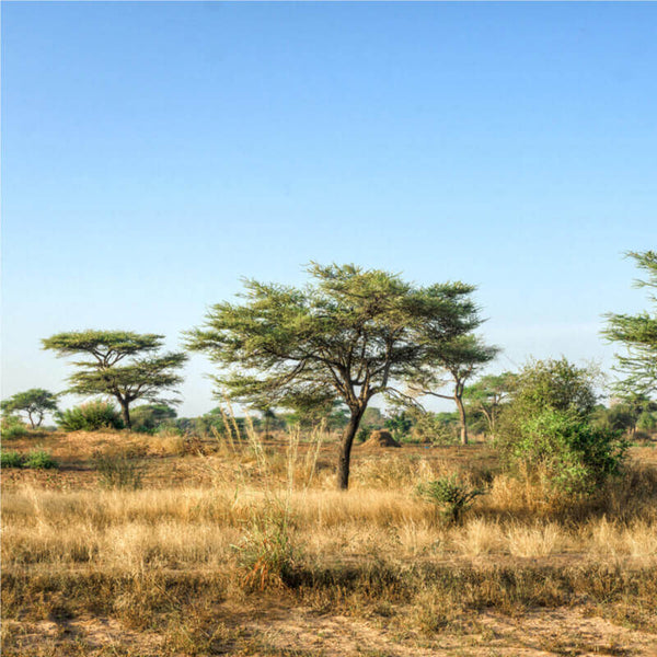 Graines Acacia Senegal, Gommier Blanc