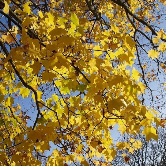 Graines Érable de Colchide doré, Acer cappadocicum "aureum"