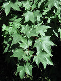 Graines Érable de Cappadoce, Acer cappadocicum, Érable de Colchide