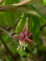 Graines de Acer circinatum, Érable circiné à feuilles rondes de vigne, érable circiné