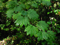 Graines de Acer circinatum, Érable circiné à feuilles rondes de vigne, érable circiné
