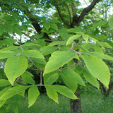 Graines Acer maximowiczianum, Érable de Nikko, Acer nikoense