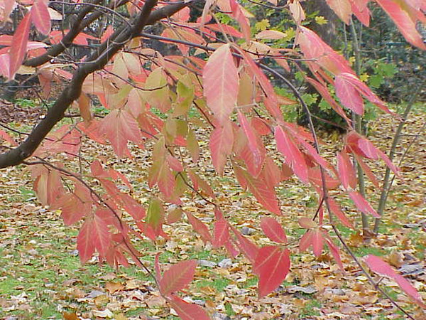 Graines Acer maximowiczianum, Érable de Nikko, Acer nikoense