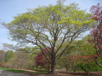 Graines Acer mono, Acer pictum subsp. mono, érable mono