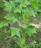 Graines Érable d'Oliver, Acer oliverianum