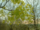 Graines Acer platanoides, Érable plane, Érable de Norvège