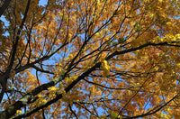 Graines Acer platanoides, Érable plane, Érable de Norvège