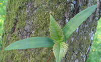 Graines Érable sycomore, Acer pseudoplatanus, faux platane, grand érable